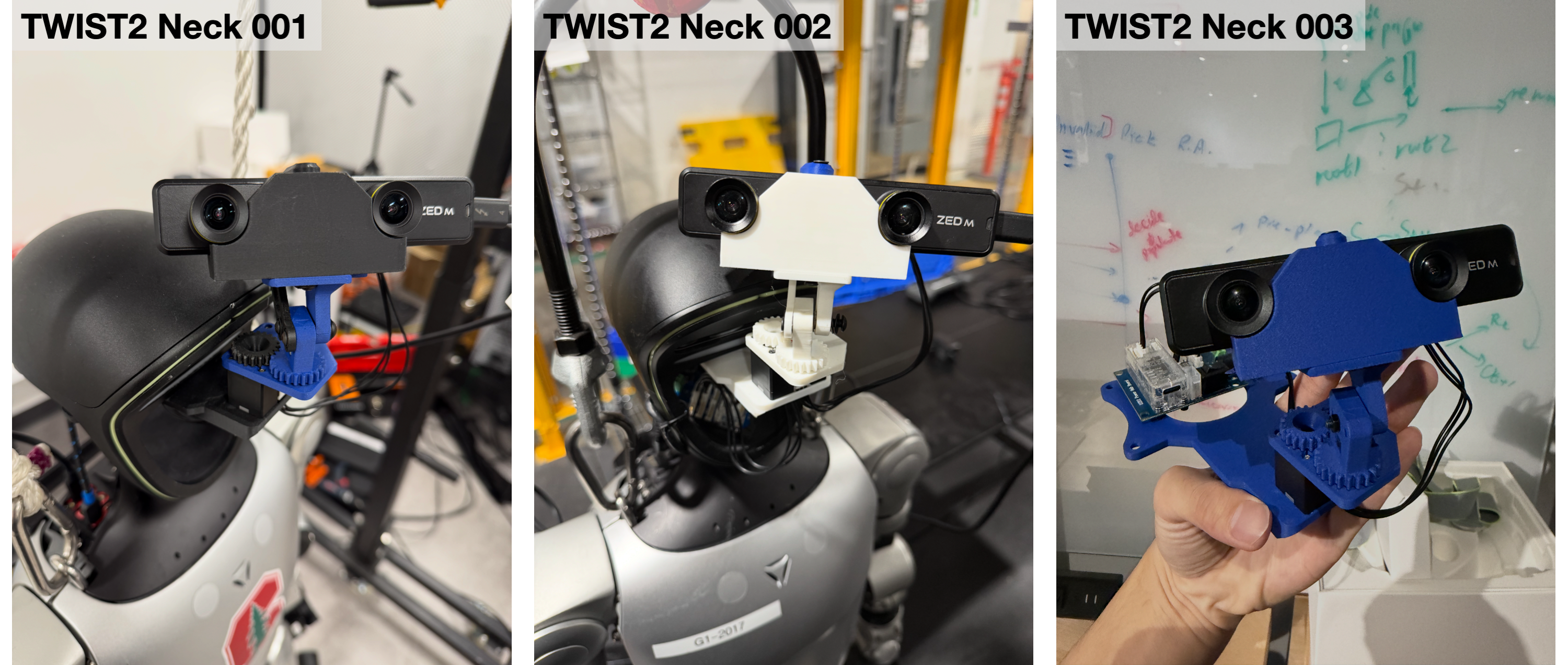 TWIST2 Neck Evolution